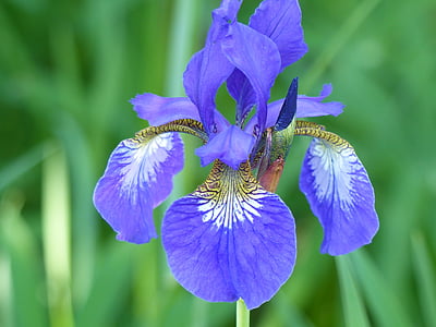 selective focus photography of purple iris flower thumbnail