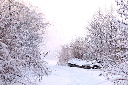 trees covered in snow thumbnail