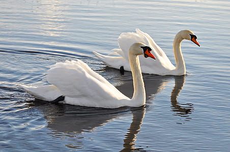 two white swans swam in body of water thumbnail