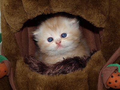 orange kitten lying on bed thumbnail