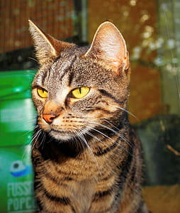 short-furred brown tabby cat closeup photo thumbnail