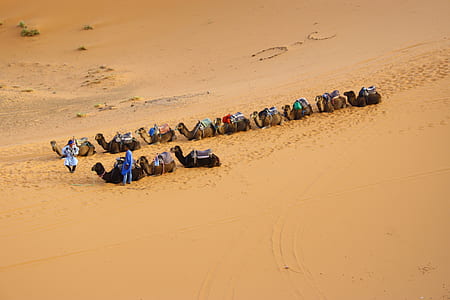 camel sitting in line on desert thumbnail