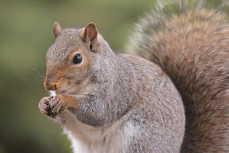 wood, animal, cute, grey thumbnail