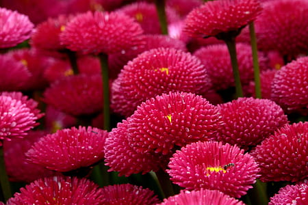 pink petaled flowers thumbnail