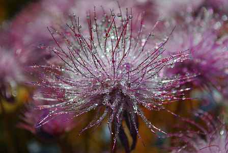 purple flower thumbnail