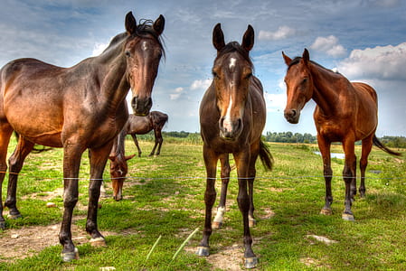 photography of horses thumbnail