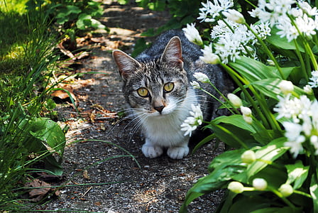 adult black and gray cat in the middle of white flower field during day thumbnail