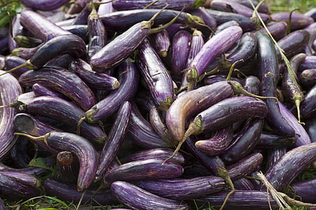 pile of eggplants thumbnail