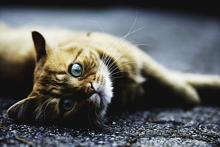 grayscale photography of orange tabby cat laying on ground thumbnail