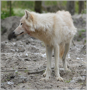 depth of field photography of white fox thumbnail