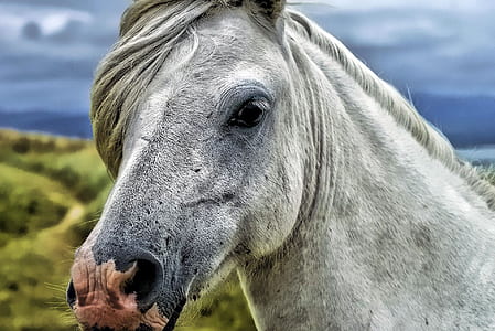 Close Up Photography of Gray and White Horse thumbnail
