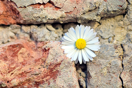 white and yellow flower on wall thumbnail