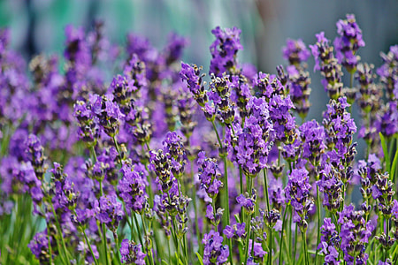 selective focus photography of lavender thumbnail