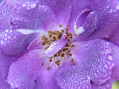 macro photography of purple rose thumbnail