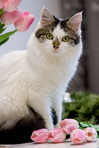 shallow focus photography of white and silver cat thumbnail