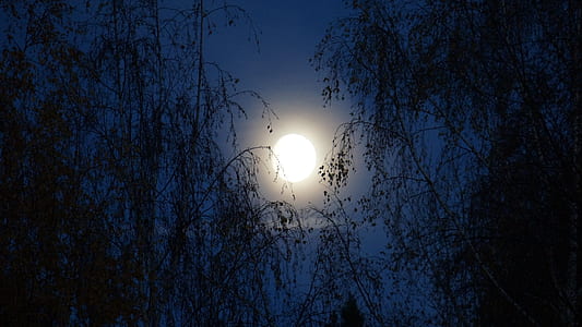 silhouette photo of trees during night time thumbnail