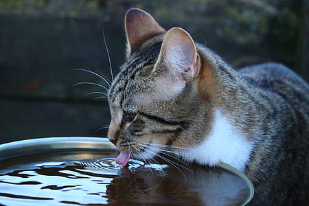 silver Tabby cat drinking on body of water thumbnail