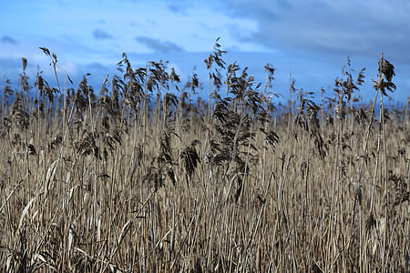 grass field under blue skyt thumbnail