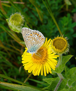 Common Blue, Butterfly thumbnail