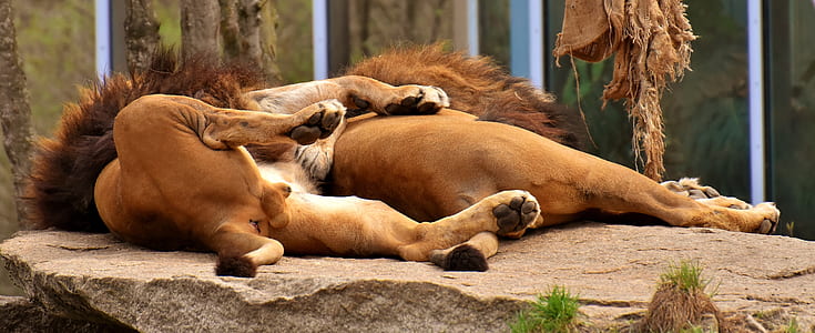 two lions lying on rock thumbnail