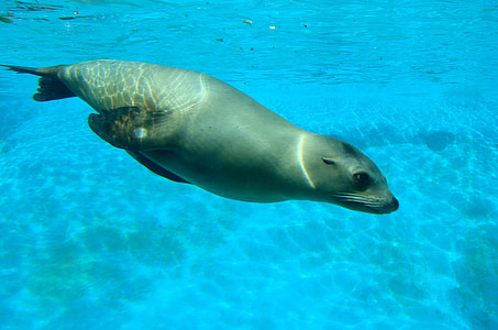 seagull on blue sea underwater thumbnail