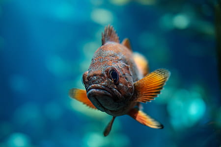 focus photo of orange and gray oscar fish thumbnail