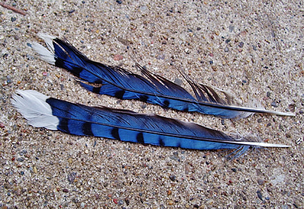 two blue-and-white animal feathers on brown soil thumbnail