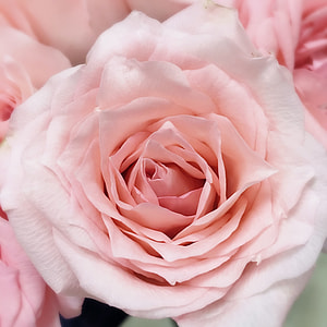pink Rose flower in closeup photo thumbnail
