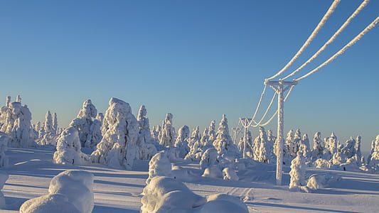trees and electric poles filled with snow during daytime thumbnail