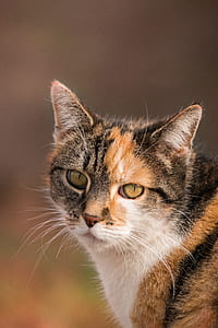 closeup photography of calico cat at daytime thumbnail