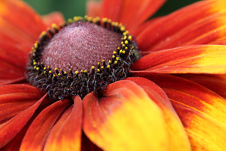 closeup photo of red and yellow petal flower thumbnail