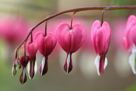 close-up photography of pink petaled flower thumbnail