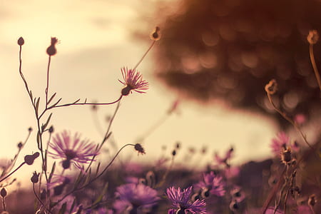 nature, field, flowers, petals thumbnail