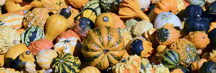 assorted squash vegetable lot thumbnail