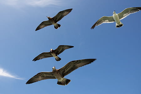 flight of seagulls photo thumbnail