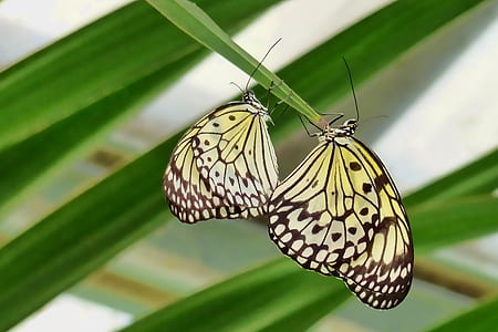 selective focus photography of two yellow-and-black butterflies on green leaf plant thumbnail