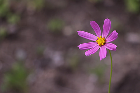 pink cosmos flower in selective focus photography thumbnail