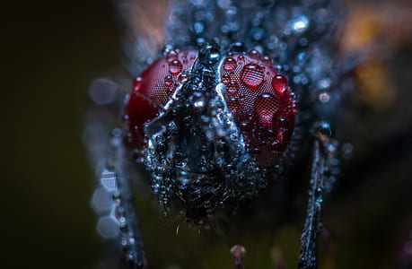 water dew on black insect in macro photography thumbnail