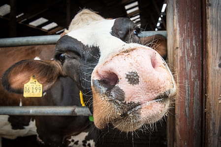 white and black cattle thumbnail