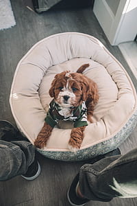 brown and white poodle puppy on pet bed thumbnail