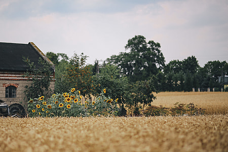 Golden grain thumbnail