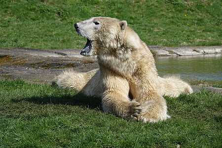 polar bear lying on grass field thumbnail