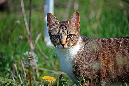 brown and white cat on yellow petal flower field thumbnail