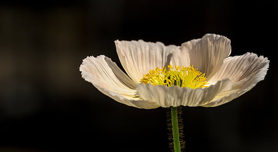 shallow focus photography of white flower thumbnail