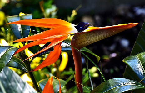orange and yellow petaled flower closeup photo thumbnail