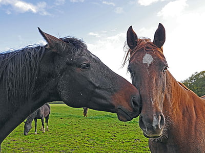 two brown and black horse on green brass thumbnail