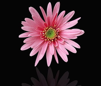 pink petaled flower against black background thumbnail