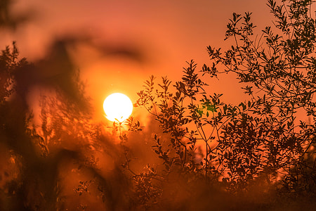black tree and sun thumbnail