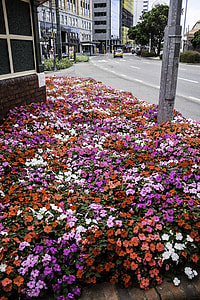 Flowerbed in Wellington, New Zealand thumbnail