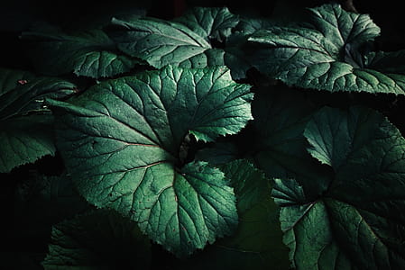 close photo of green leaves thumbnail